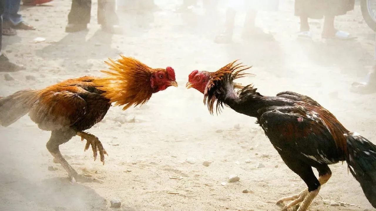 🐓 Видео с петушиными боями запретили распространять в интернете