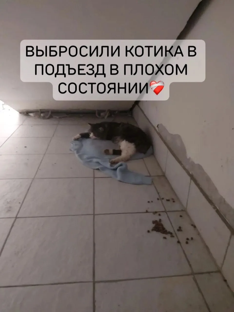 Несчастного мурлыку выбросили в подъезд в плохом состоянии❤️‍🩹 Мы сегодня его забрали ...