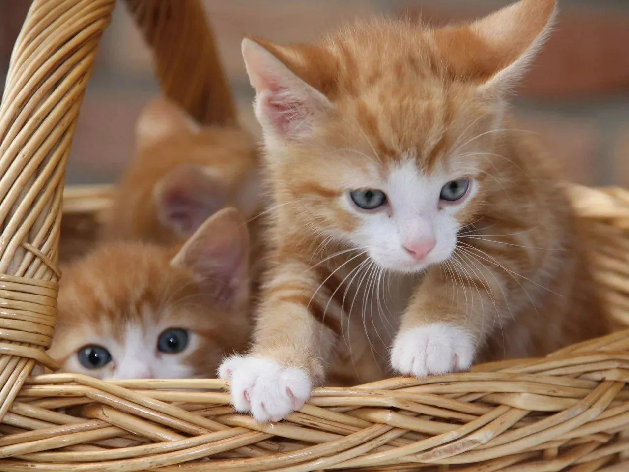 🐈Кошка за всю свою жизнь может иметь больше 100 котят