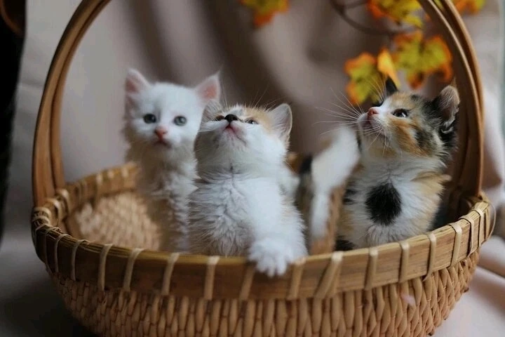 🐾 В ПОИСКАХ ДОМА