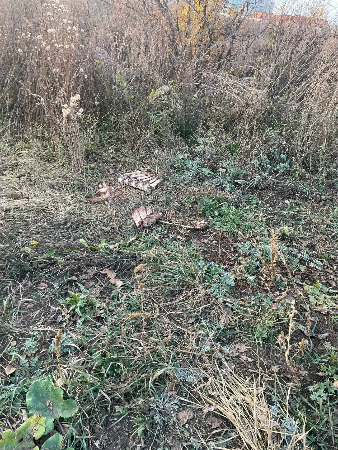 За домом заки-валиди 28 возле мусорки за домом полный хаос- сорняки стройматериалы а те...
