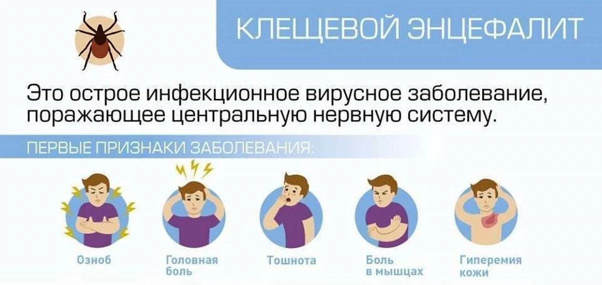 Клещевой энцефалит Продолжение