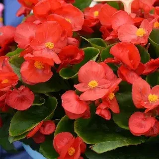 Бегония вечнозеленая (Begonia x semperflorens) — это широко распространенное и неприхот...