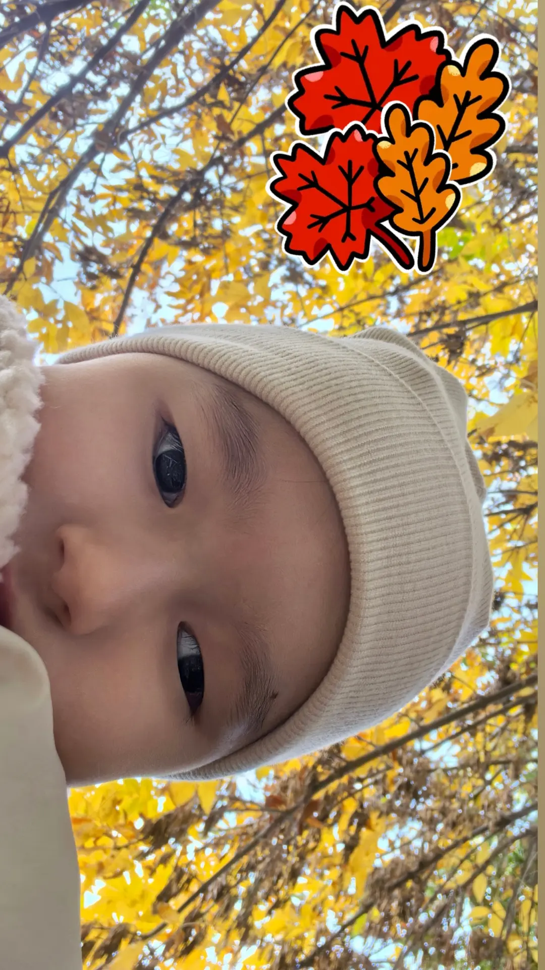 🍁🍁🍁