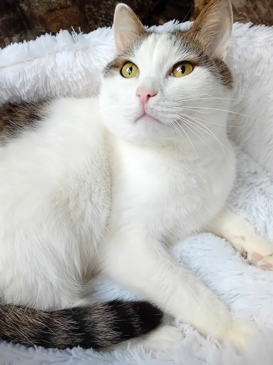 😍 Нежная харизма: БАРСИК, кот 5-6 лет