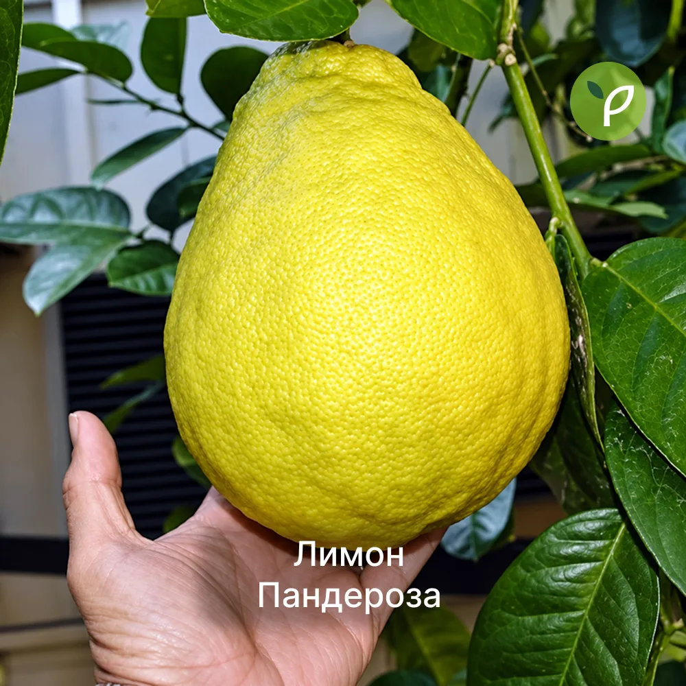 🚨 ШОК-ЦЕНА: Всё по 350 рублей! Фиксируем прайс только на 24 часа!