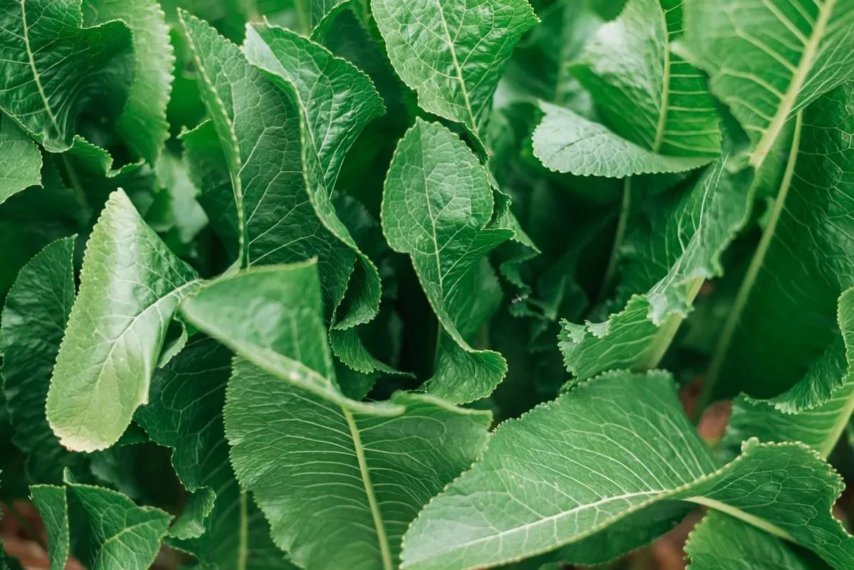Избавляемся от соли с помощью хрена! 🌿