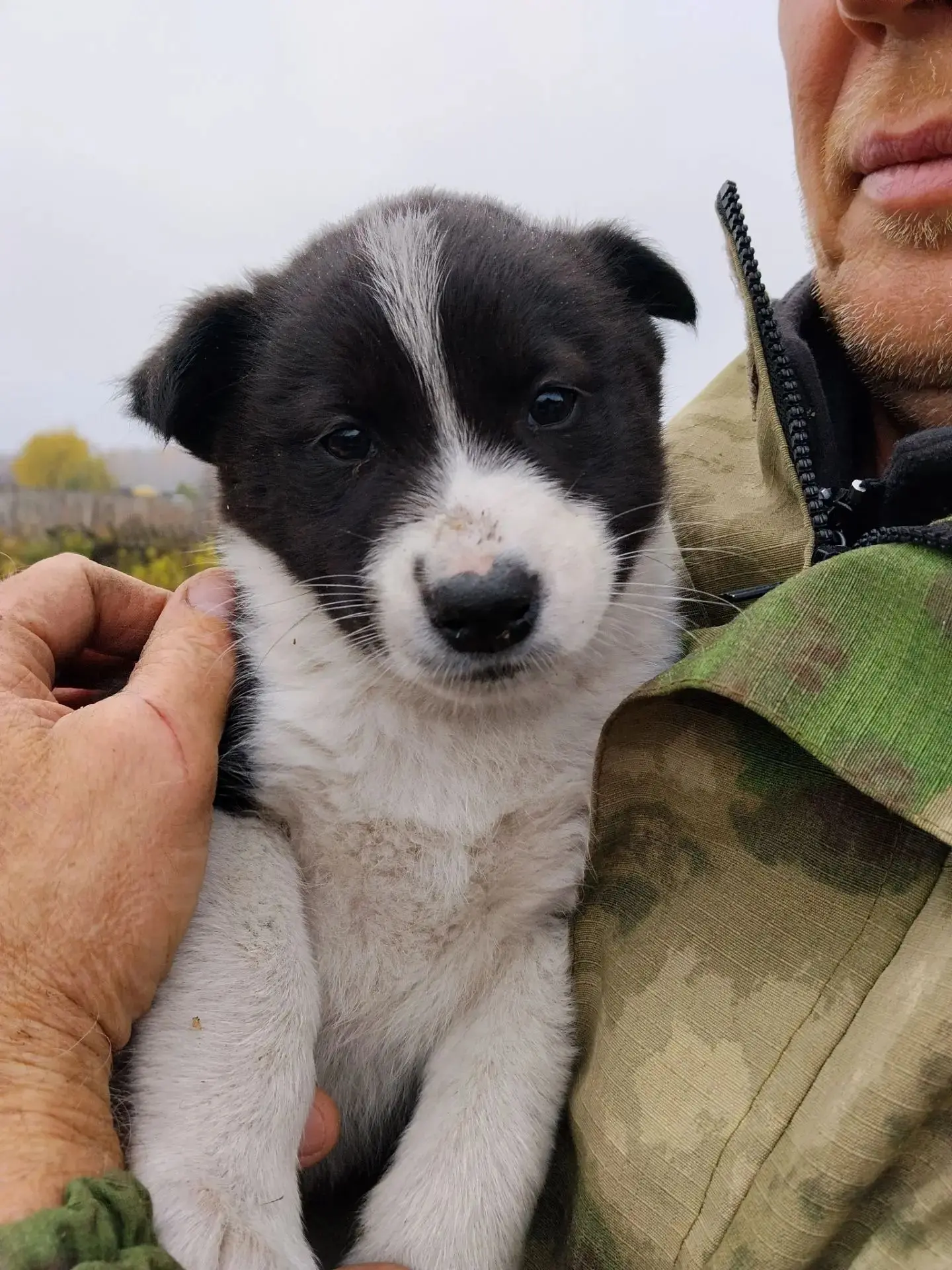 🐾 Ищут дом маленькие охранники с большим сердцем! Метисы. Мама помесь алабая с дворняг...