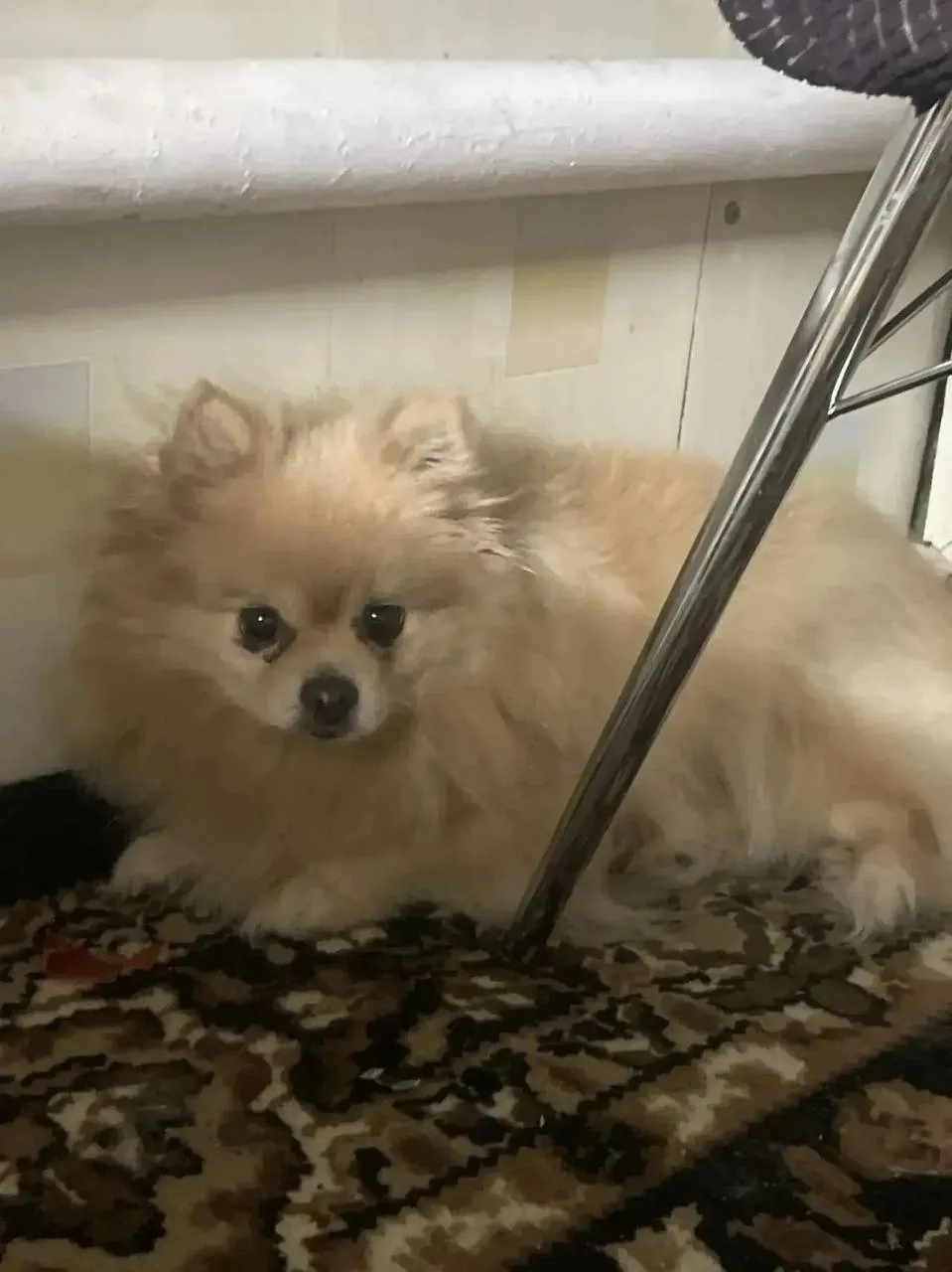 ПРОДАМ ШПИЦА 🐶