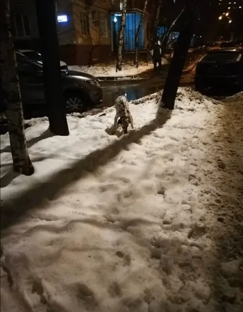 ПРОГУЛКА