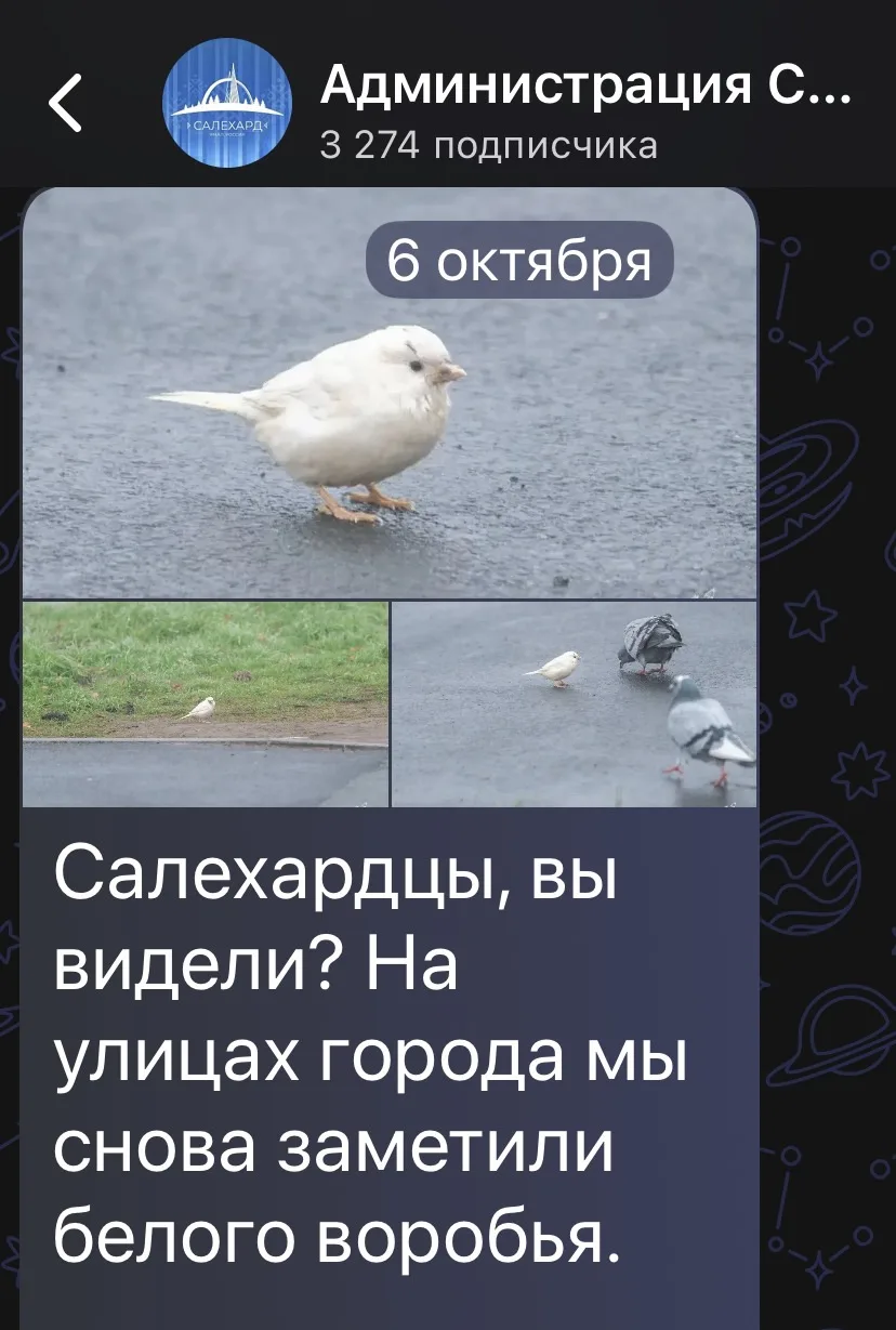 Салехардская народная примета (работает третий год подряд):