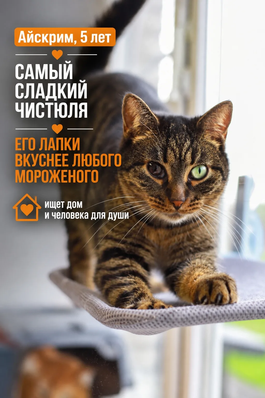 У нашего Айскрима, пожалуй, самое точное имя на свете! Настолько он нереально сладкий, ...