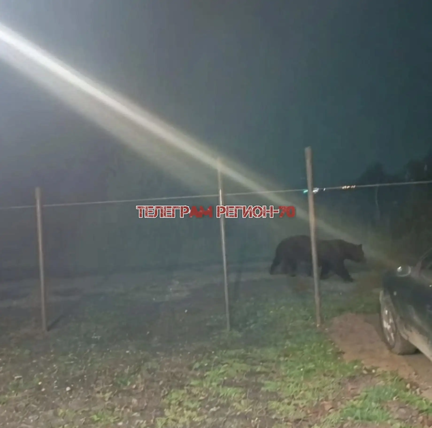 «Дикий гость» 🐻 Очевидцы сообщают о медведе, гуляющем по окрестностям Зоркальцево!