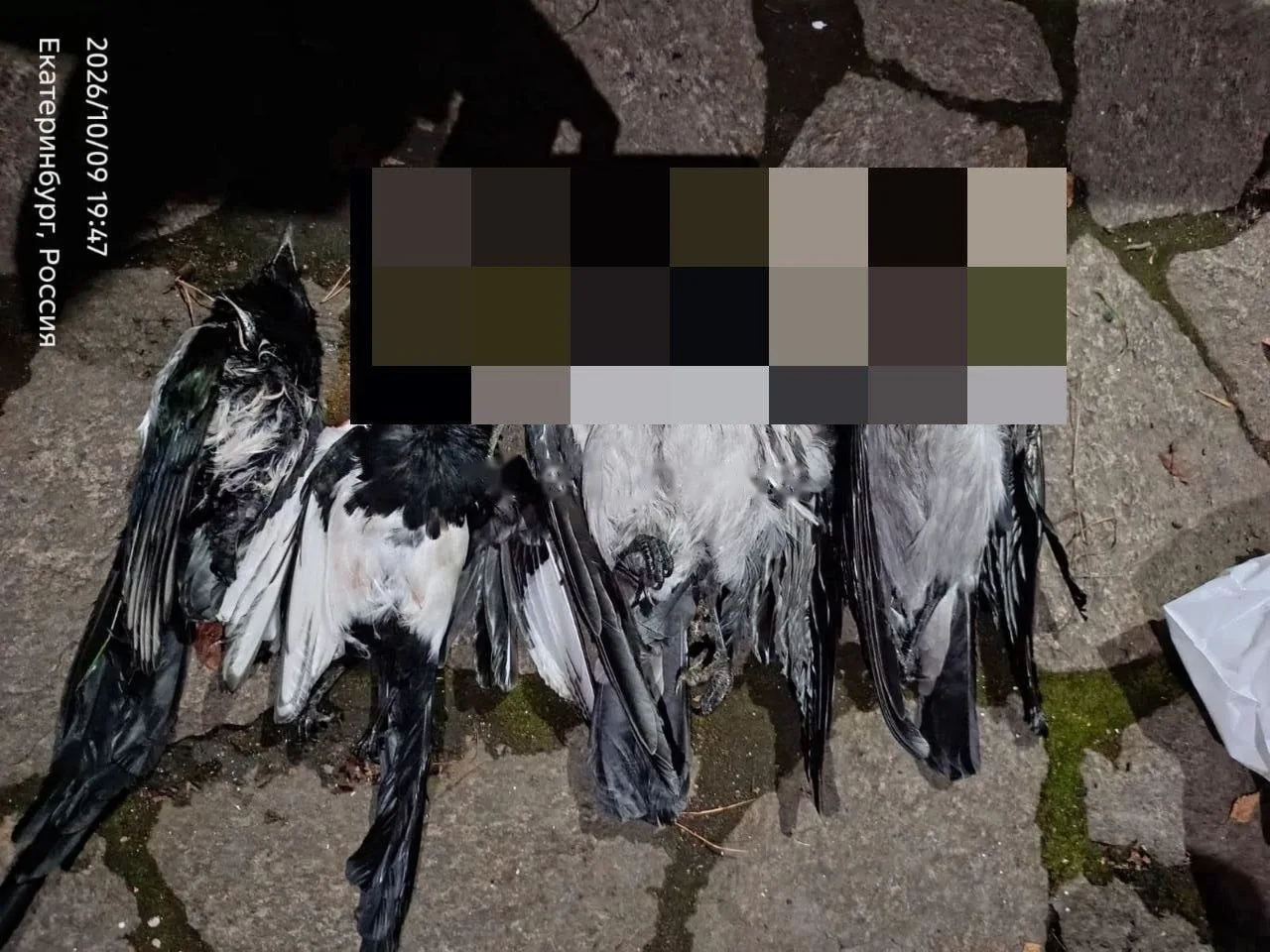 ‼️На Громова, 146 расстреливают птиц.