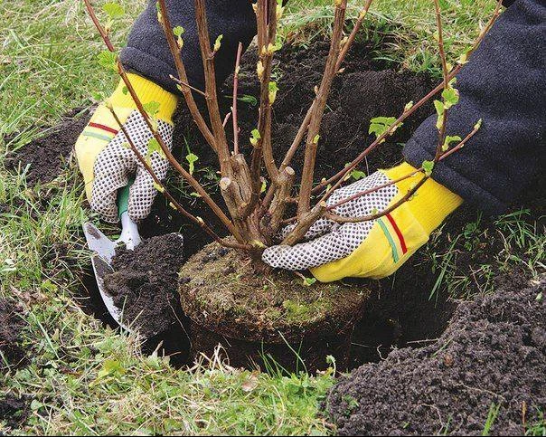 Как помочь саженцу быстро укорениться, если уже похолодало? 🌳
