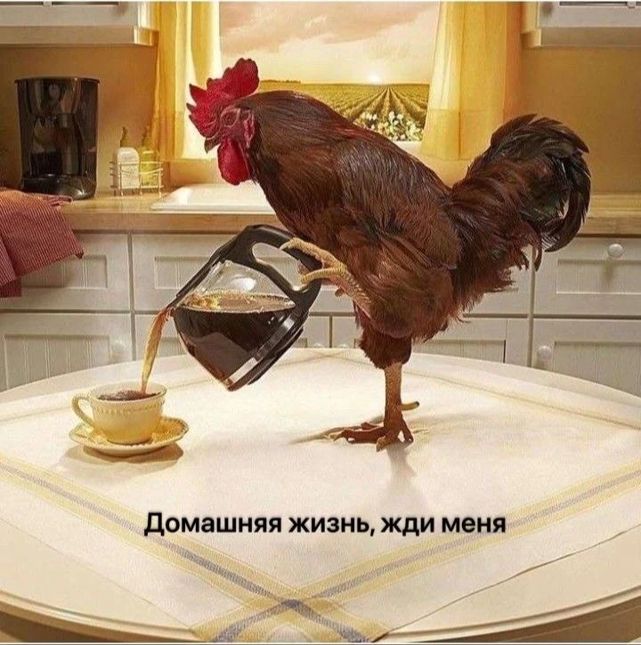 🐓 Суд в РФ признал запрещёнными фото и видео с петушиными боями в соцсетях, квалифицир...