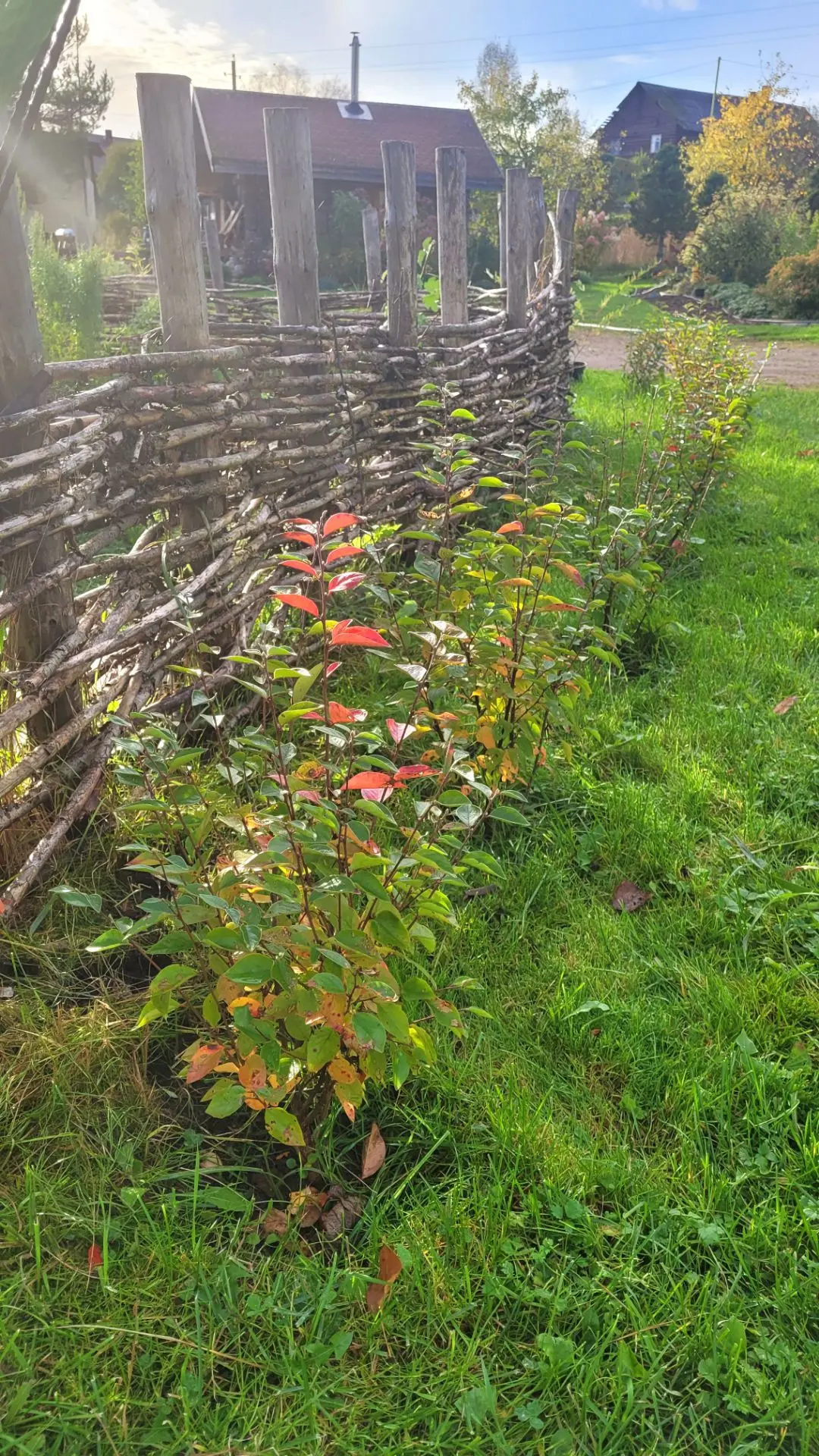 Подкармливаю живые изгороди 🌿