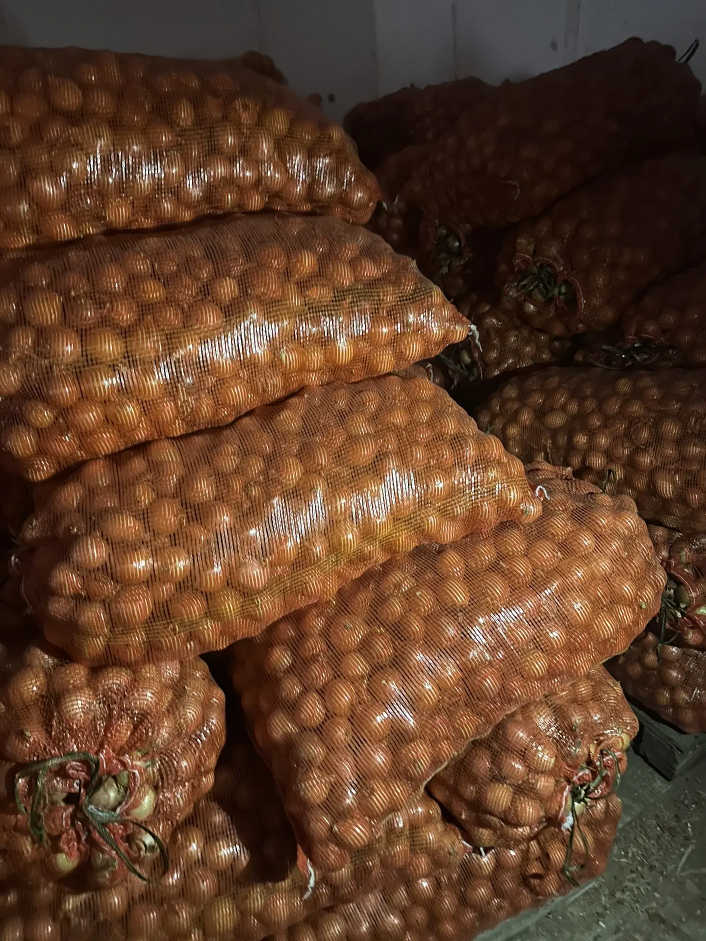 В продаже появился бюджетный , но не плохой вариант лука 🧅 на посадку .