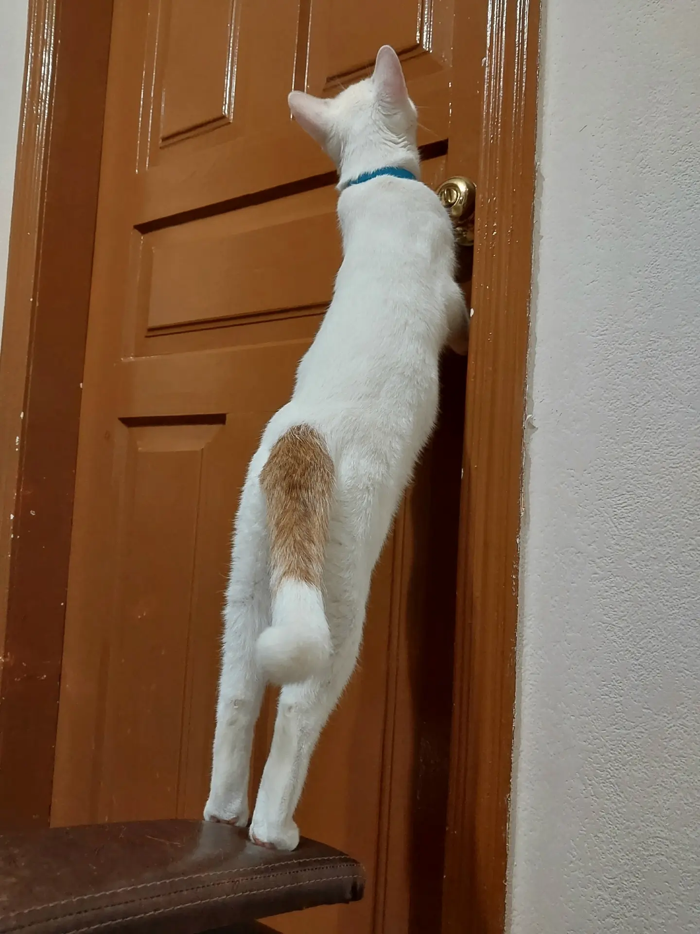 Ещё двери подходят под цвет хвостика 😸😻😻😻