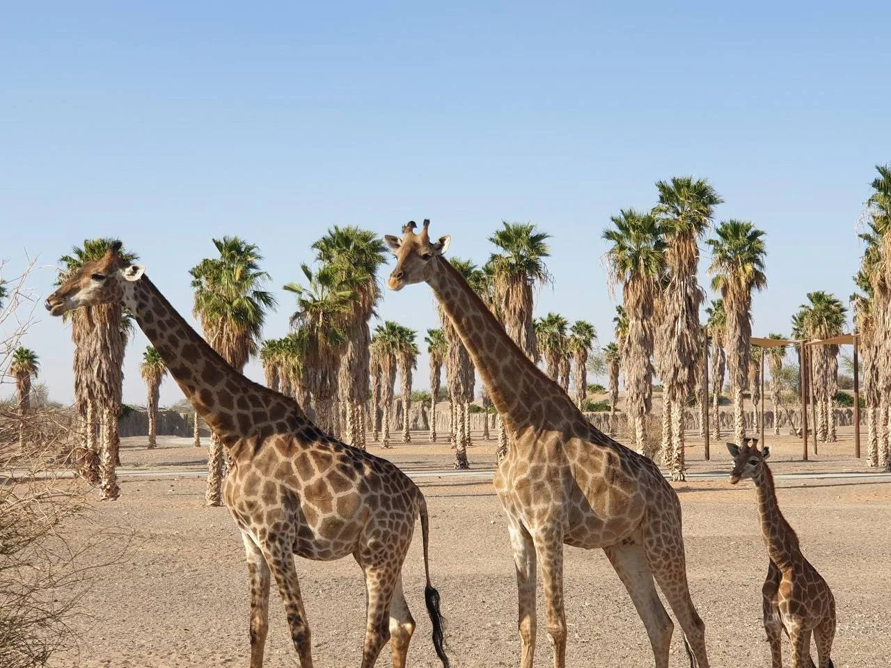 🦒 АФРИКАНСКОЕ САФАРИ В СЕРДЦЕ ОАЭ! 🇦🇪