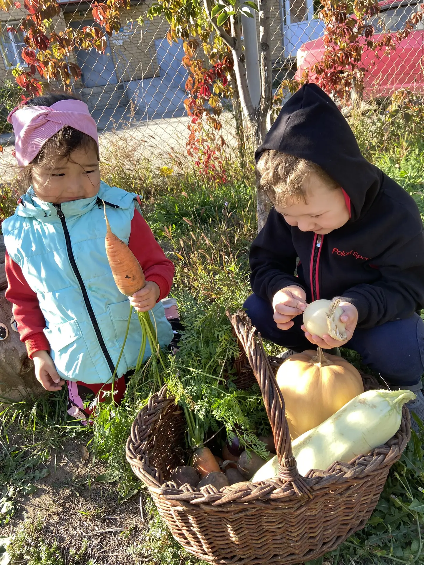 Последний урожай - самый ценный! 🥕🍂