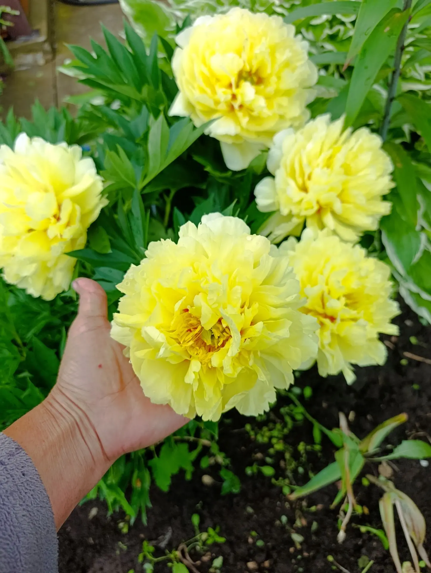 🌺 Вот и пришло время поговорить о пионах!