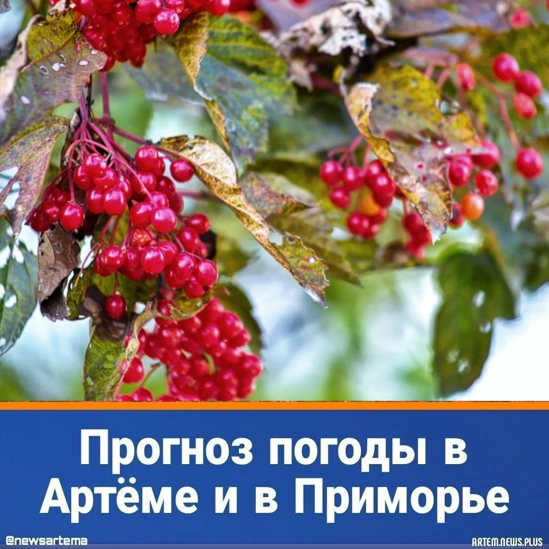 ⭐️ Сегодня, 11 октября, погоду в Приморском крае будет определять поле повышенного атмо...