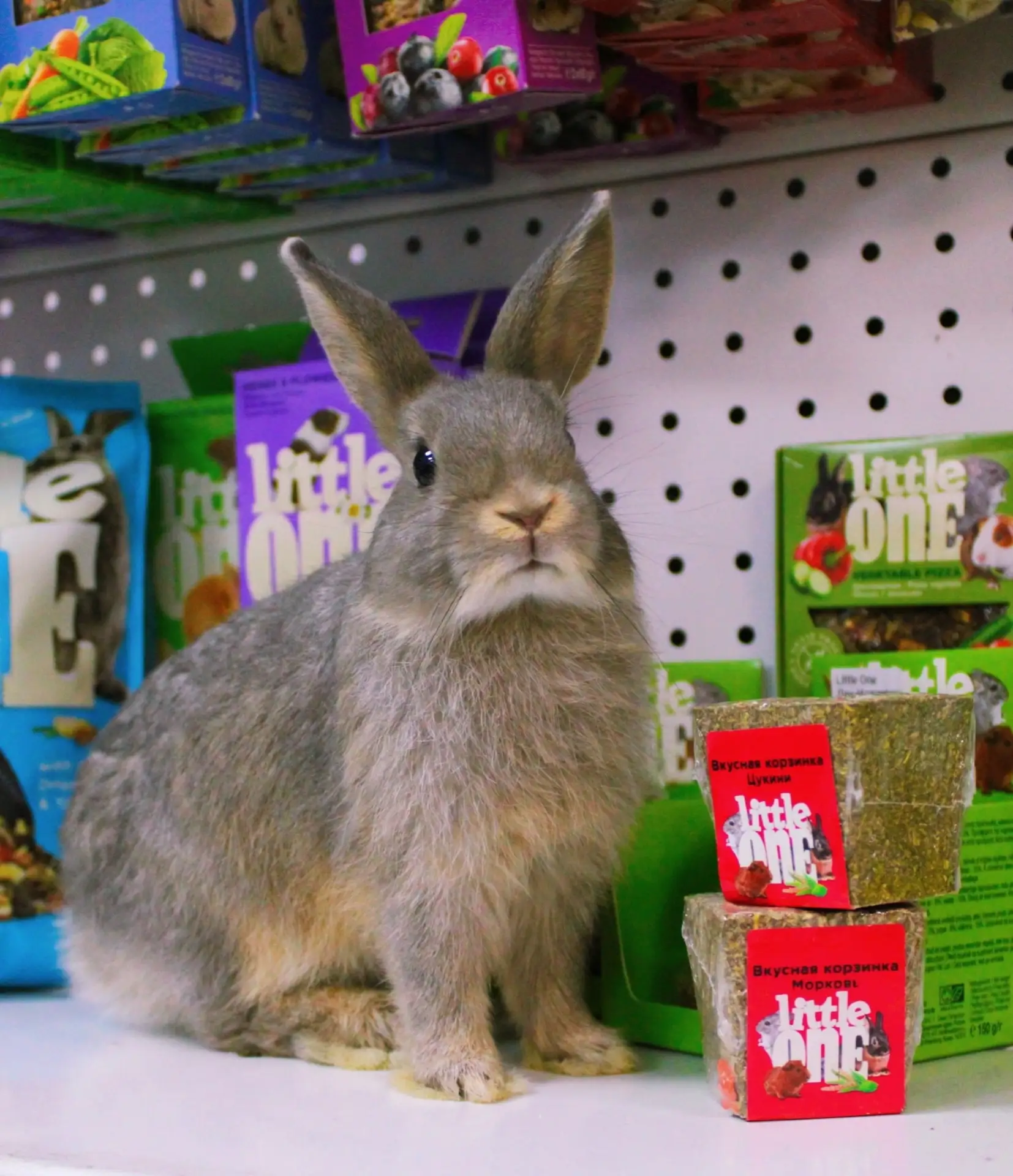🐹 Как выбрать идеальный корм для грызуна? Гид от «Рыбакот» 🐰