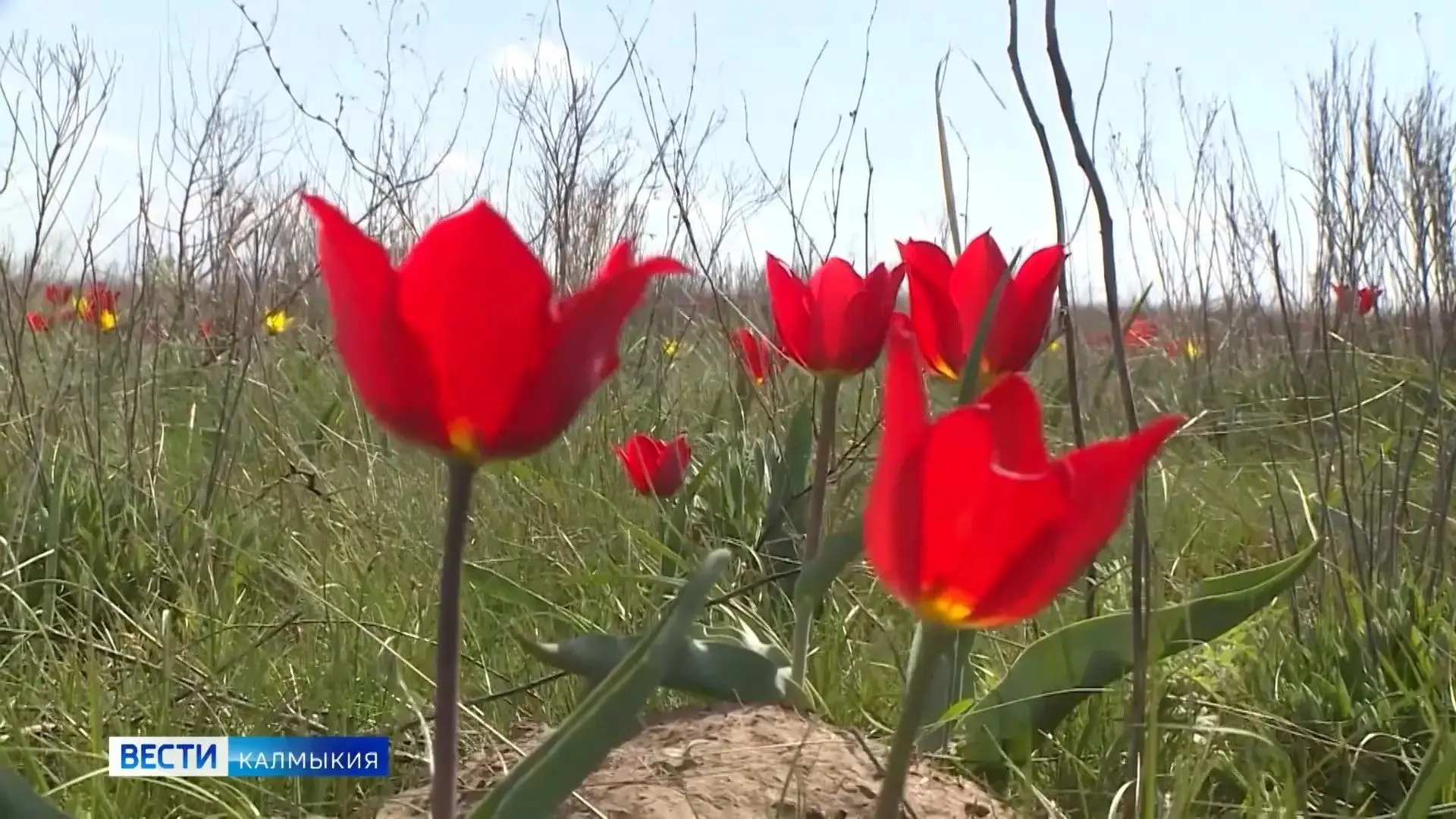 🌷Фестиваль тюльпанов в Калмыкии вошёл в число лучших региональных практик России за пе...