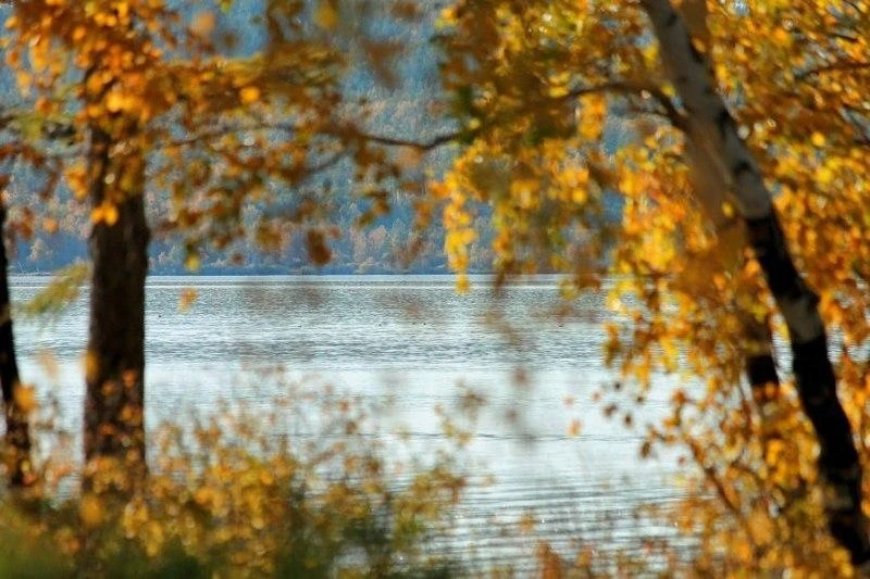 🌿 Соседи помогут сделать траву «зеленее»