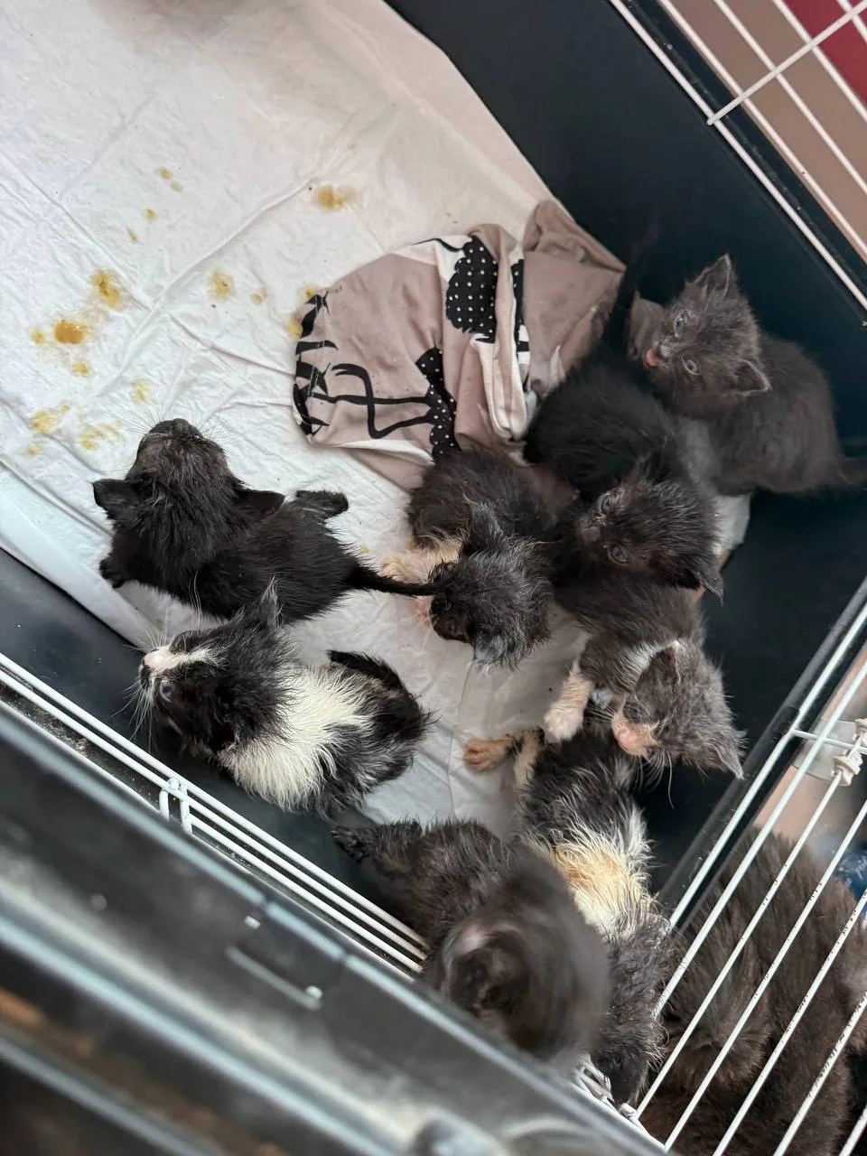 Пишет в приют женщина «хочу взять у вас котёнка», но котят не было в тот момент, предло...