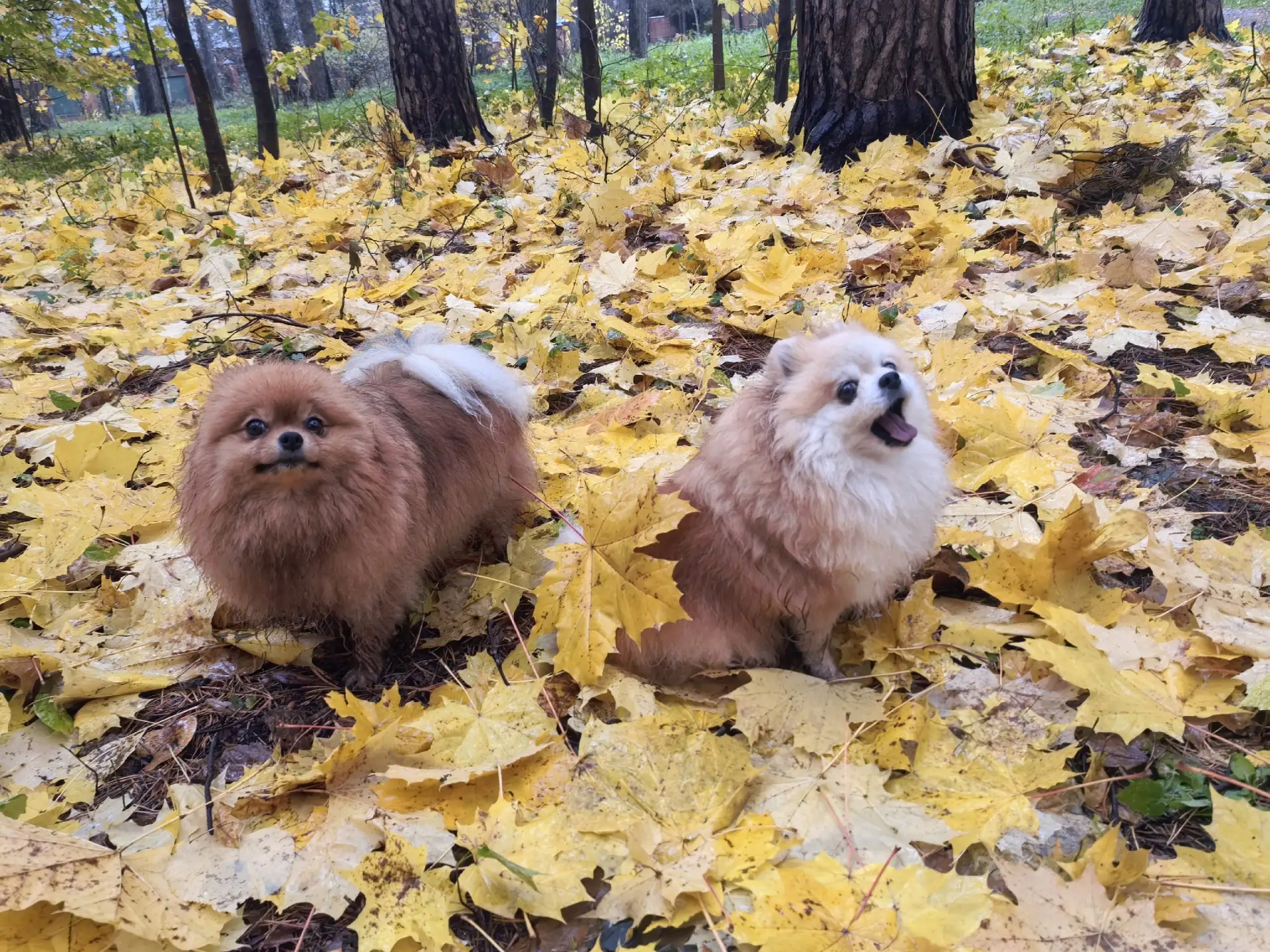 Чудесный дождливый день. Но шпицы не унывают! Гулять то надо.
