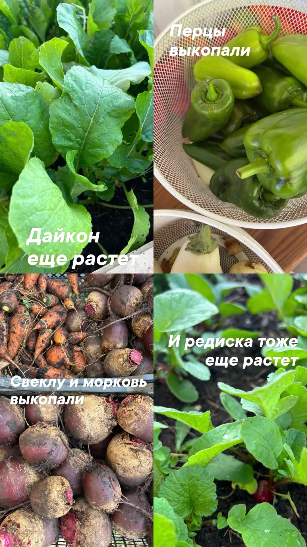 В саду! Про гортензии, пионы, розы, урожай, и облицовку цветников 🌿🧡💛