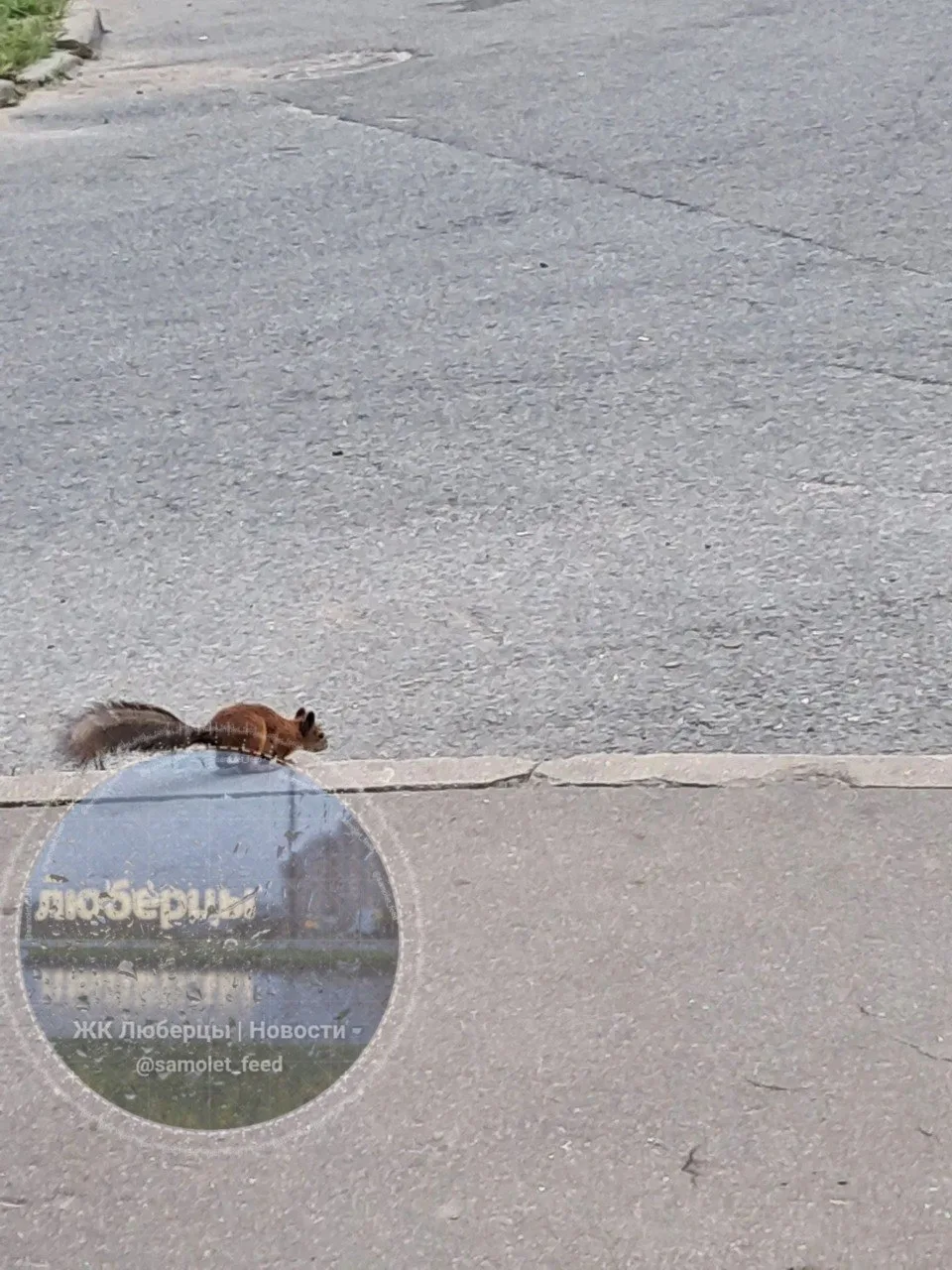 На Вертолетной 20 опять заметили белочку 🐿