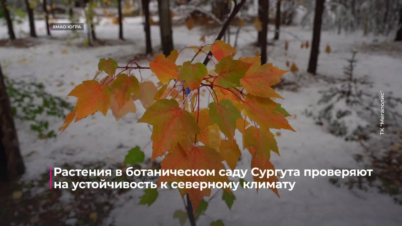 Растения в ботаническом саду Сургута проверяют на устойчивость к северному климату.