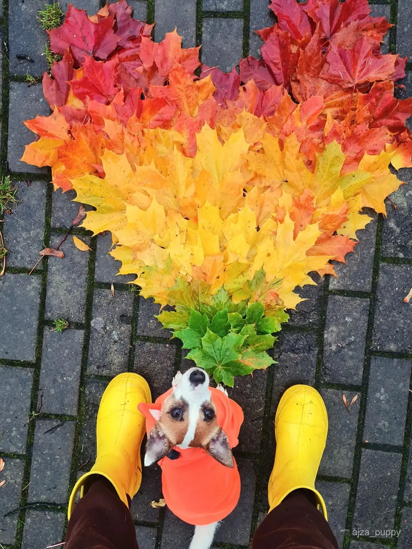 🍁 Осень во всём её многообразии
