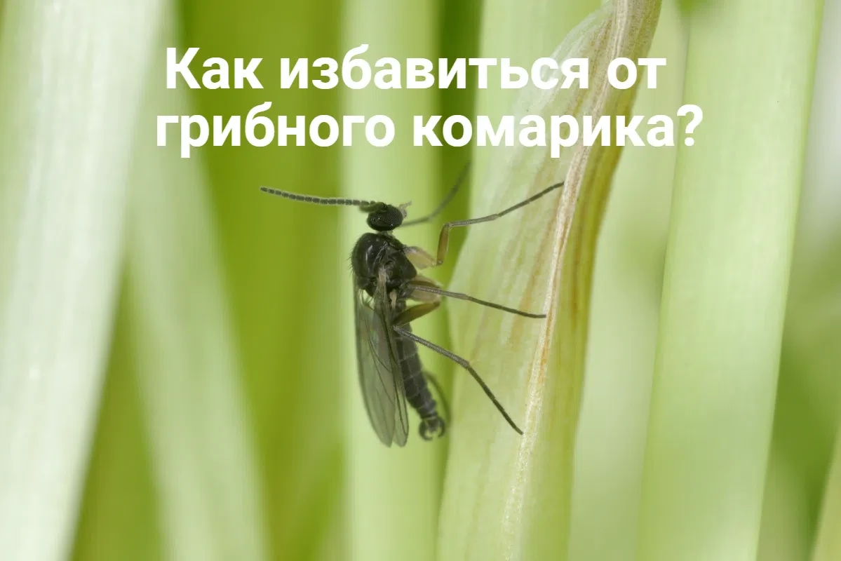 ПОЛНАЯ ИНСТРУКЦИЯ ИЗБАВЛЕНИЯ