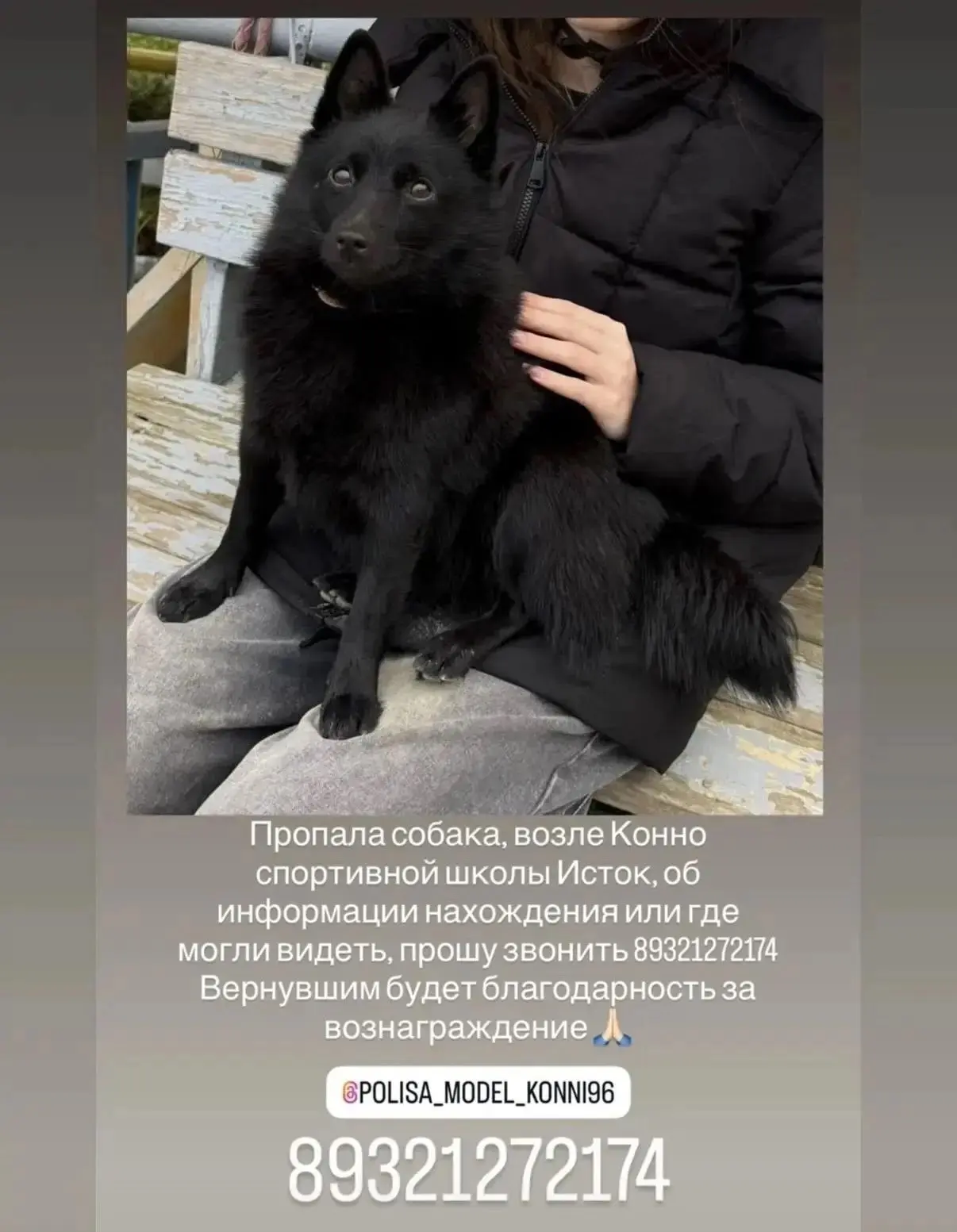 Потерялась собака, окрас черный (Свердловская область, п.Исток)