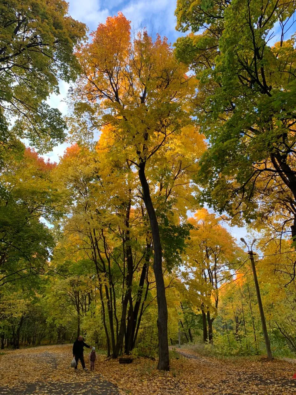 Осенний лес 🍂
