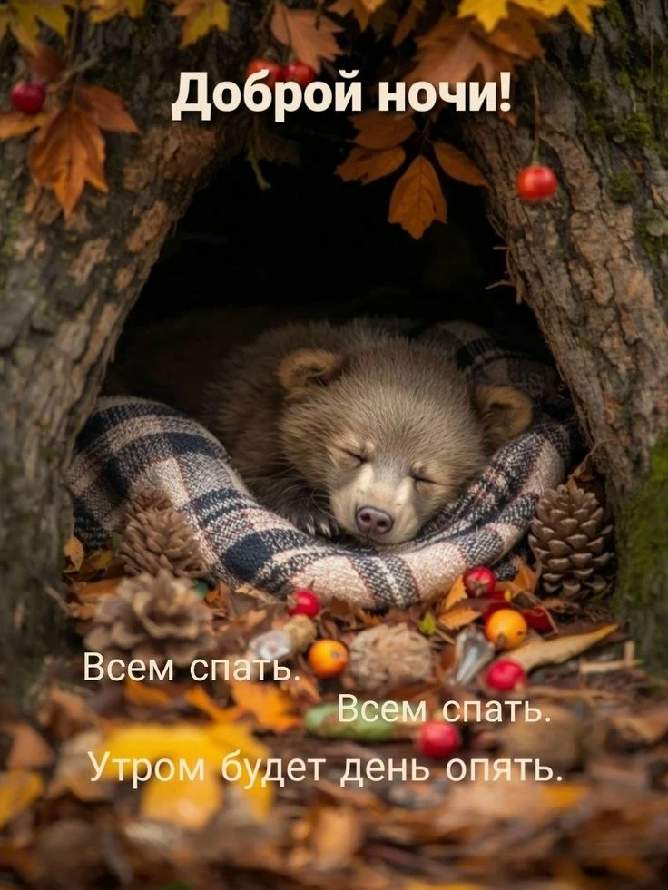 Доброй ночи! Чудесных сновидений! До завтра! ✨🌙