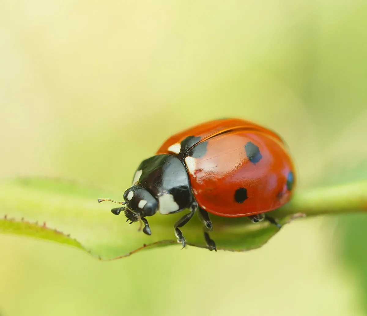 🐞 Жителей Московского региона предупредили о нашествии божьих коровок
