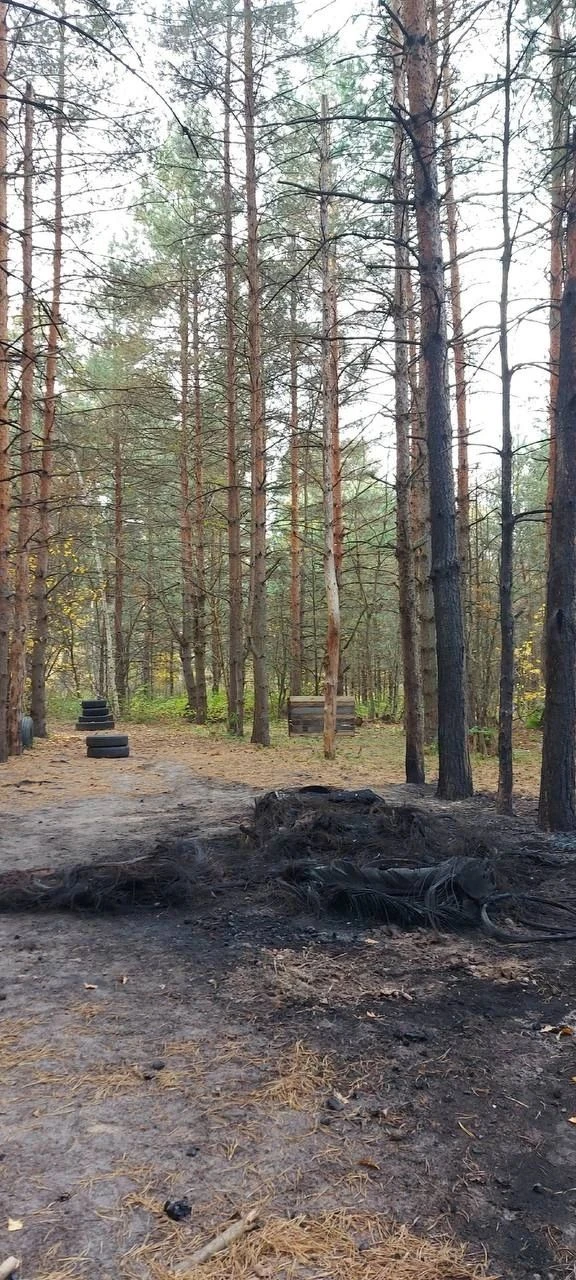 🌲🌳Берегите лес, земляки!
