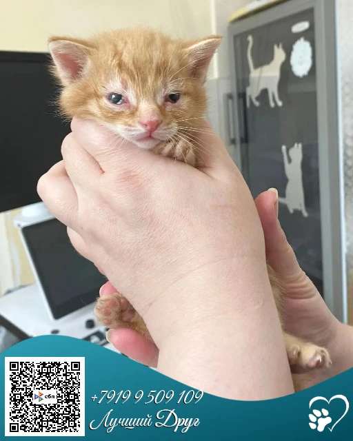 🐱Вчера свозили мамочку и котят в ветклинику: разрез глаз у рыжих не стандарт, у одного...