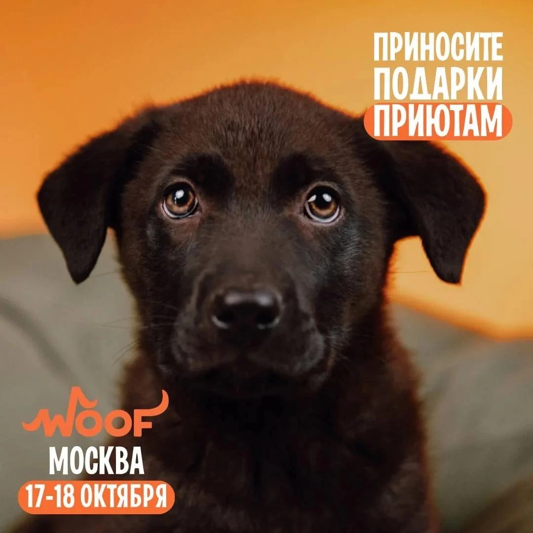 Мы приедем на юбилейный WOOF FEST - и будем очень рады, если вы нас поддержите. 🐾