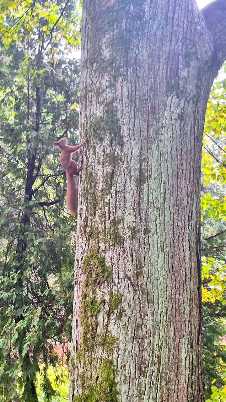 🐿️🙂 В зоопарке поселились белки. Их никто не звал — они просто пришли и решили остать...