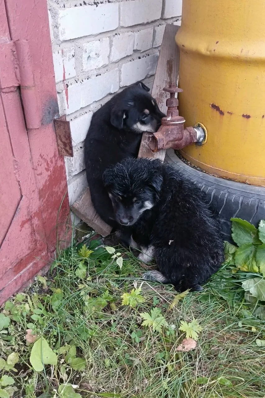 Приехали не люди зольное поле гаражи и оставили трёх щенят одного мы забрали двое остал...