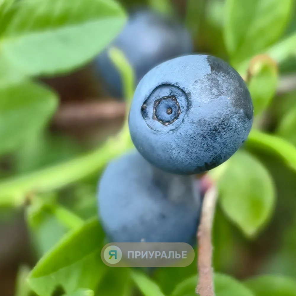 😢Ягодный сезон в Приуралье закрыт — но как же было вкусно!