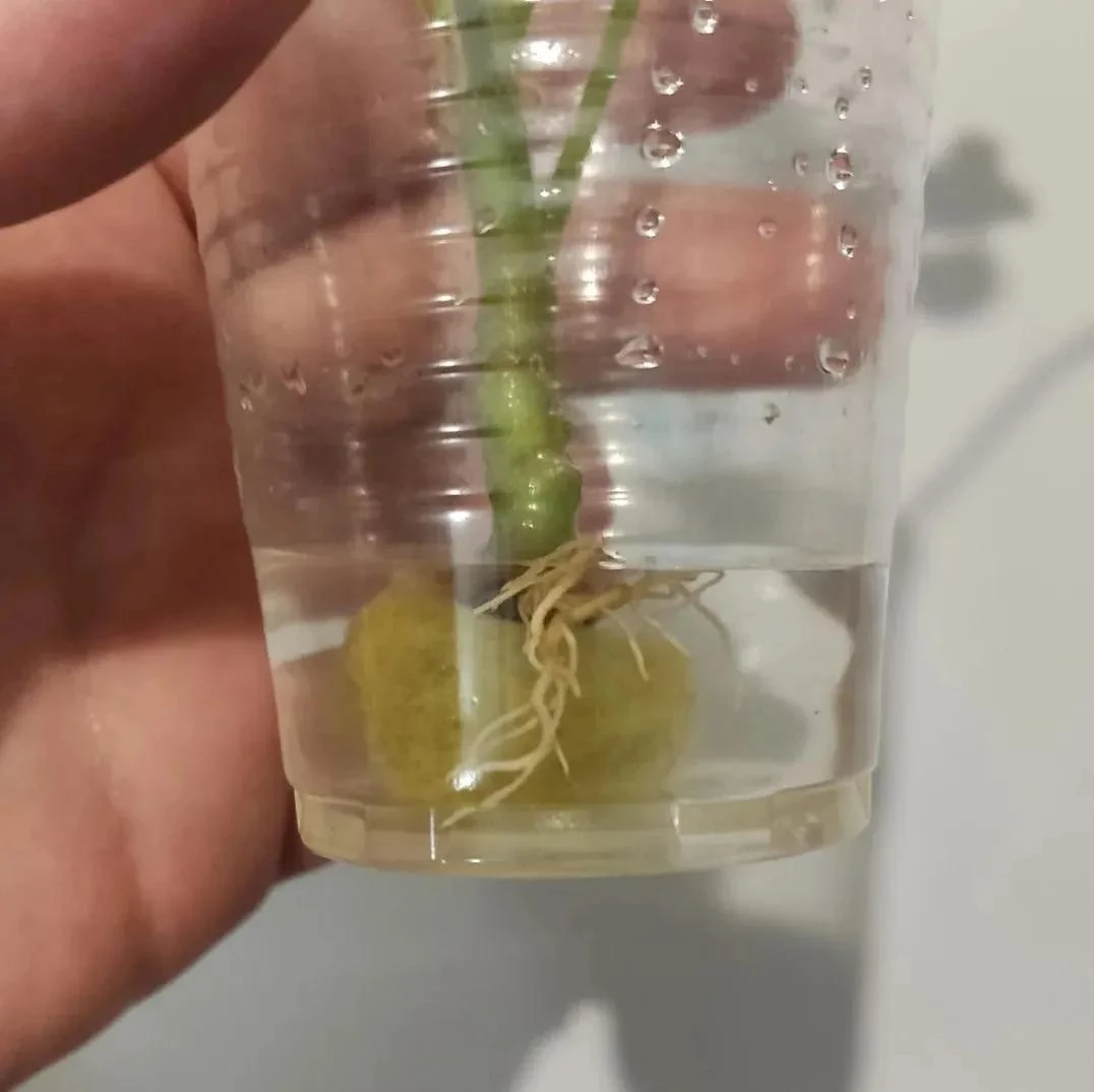 🌱 Основы укоренения черенков в воде. 7 правил.