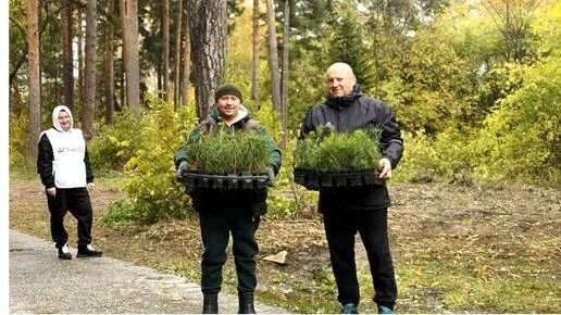 68 сосен высадили в сквере Бердска в память о героях Великой Отечественной Войны