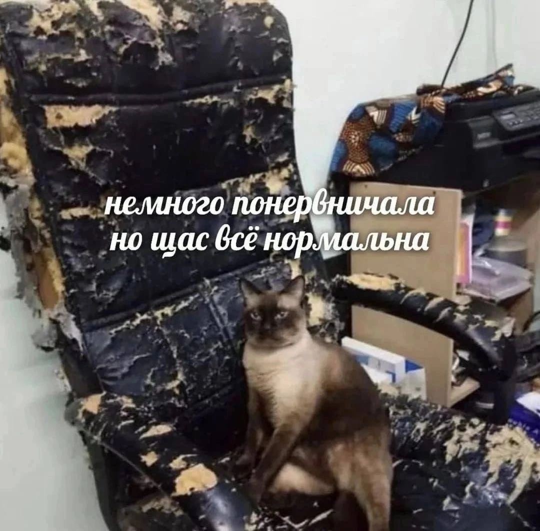🐈🌍 Коты оказались секретным ингредиентом счастья